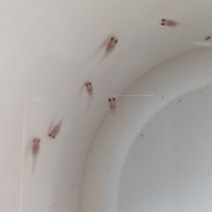 パンダメダカ幼魚５匹の画像