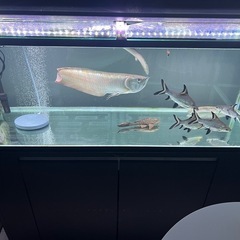コトブキ　120cm水槽　セット　1200 大型魚　アロワナの画像