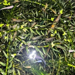 ミナミヌマエビ　1匹の画像