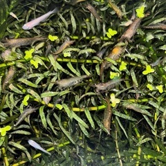 ミナミヌマエビ　1匹の画像