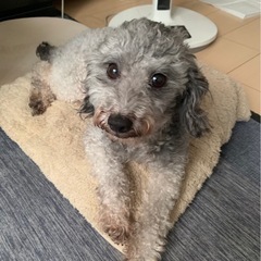 シルバープードルのマリちゃん里親募集中です♫