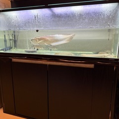 コトブキ　120cm水槽　セット　1200 大型魚　アロワナの画像