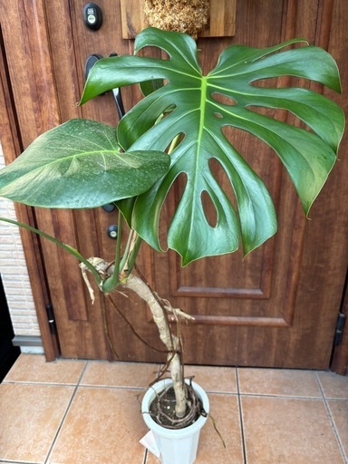 モンステラ幹上がりデリシオーサ