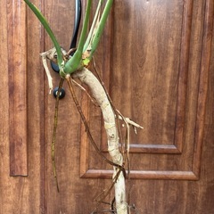 モンステラ幹上がりデリシオーサの画像