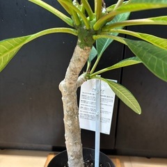 プルメリア Oro Verde観葉植物 黒色の画像