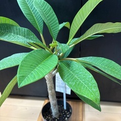 プルメリア Oro Verde観葉植物 黒色の画像