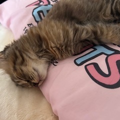 ここあちゃん