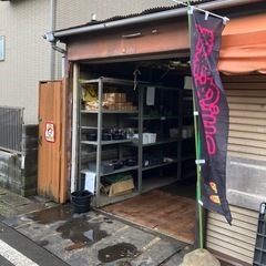 メダカ、メダカの卵の画像