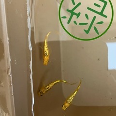 メダカ、メダカの卵の画像