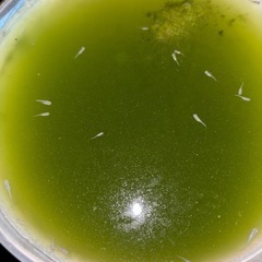 青メダカ稚魚　1匹の画像