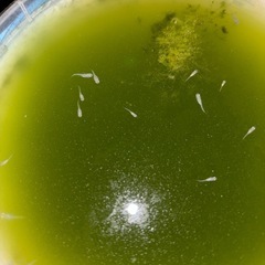 青メダカ稚魚　1匹の画像