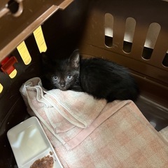 生後1,2ヶ月の子猫