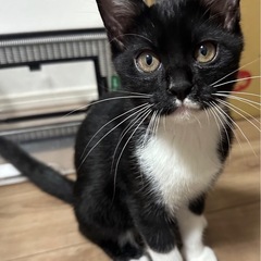 [里親募集]生後3ヶ月の子猫