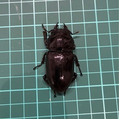 【ネット決済 配送可】 能勢YG 国産オオクワガタ ♂2♀1 計3匹 77.0 71.5 51.6の画像