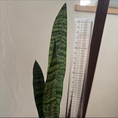 【決まりました】株分け！サンスベリア の画像