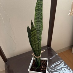【決まりました】株分け！サンスベリア の画像