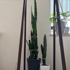 【決まりました】株分け！サンスベリア の画像