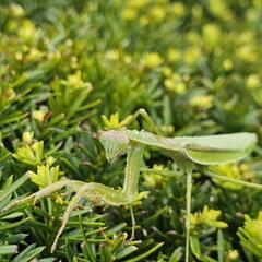 北海道産カマキリ1匹 雌雄選べますの画像