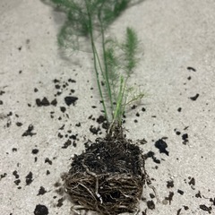 アスパラガス　苗　1年目の画像