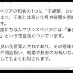 ♡空気清浄効果のあるゼブラ柄ｻﾝｾﾍﾞﾘｱ・ｾﾞﾗﾆｶ♡の画像