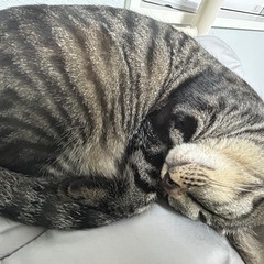 里親探してます