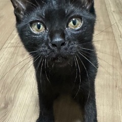 [お話中です]生後3ヶ月の子猫