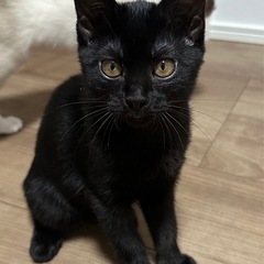 [お話中です]生後3ヶ月の子猫