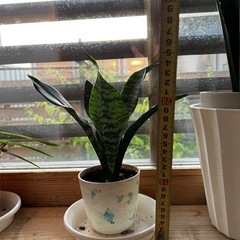 観葉植物 サンスベリアの画像