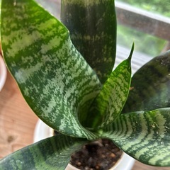 観葉植物 サンスベリアの画像