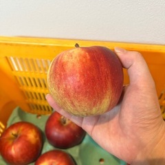 安曇野産　サンつがる　家庭用　1キロの画像