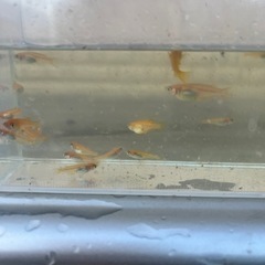 メダカ　楊貴妃30 匹 の画像