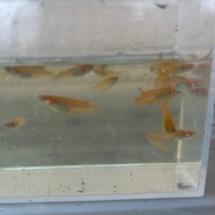 メダカ　楊貴妃30 匹 の画像