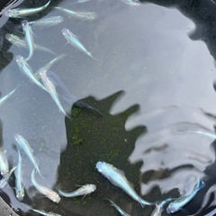 メダカ　幹之(みゆき)20匹 の画像
