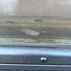 メダカ　幹之(みゆき)20匹 の画像