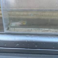 メダカ　幹之(みゆき)20匹 の画像