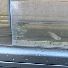 メダカ　幹之(みゆき)20匹 の画像