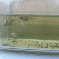 メダカ　紅ほっぺ　20匹 　の画像