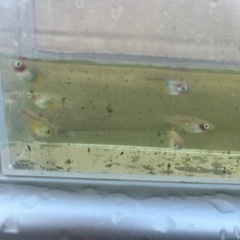 メダカ　紅ほっぺ　20匹 　の画像