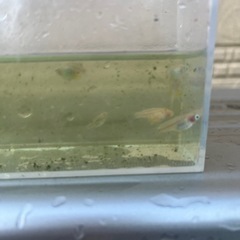 メダカ　紅ほっぺ　20匹 　の画像