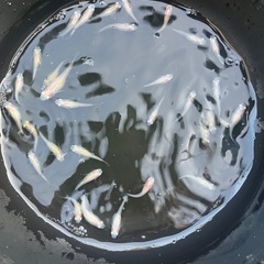 メダカ　紅ほっぺ　20匹 　の画像