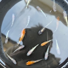 メダカ　紅玉(コウギョク) 20匹
の画像