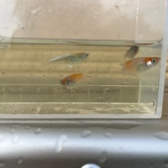 メダカ　紅玉(コウギョク) 20匹
の画像