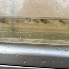 メダカ　紅玉(コウギョク) 20匹
の画像