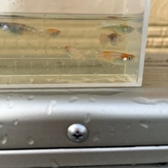 メダカ　紅玉(コウギョク) 20匹
の画像