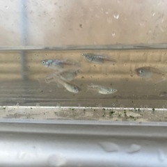 メダカ　グランブルー　30匹
の画像