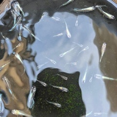 メダカ　グランブルー　30匹
の画像