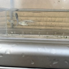 メダカ　グランブルー　30匹
の画像