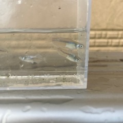 メダカ　グランブルー　30匹
の画像