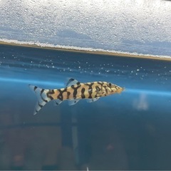 パキスタンローチ　熱帯魚　アクアリウム　の画像