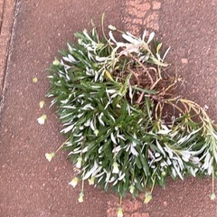 ガザニア　宿根草　の画像